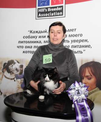 Выставка кошек 'Осенний Кэт-Салон' 30 ноября-1 декабря 2013., WCF-ринги 4297